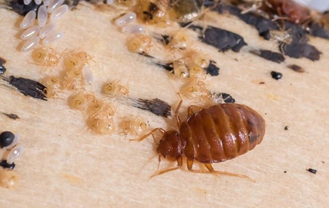 M&h Bed Bug Exterminator Detroit Mi